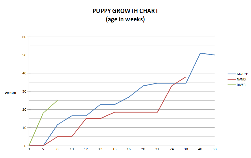 Border Collie Puppy Growth Chart